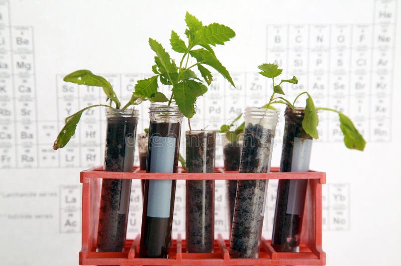 Botanisch onderzoek stock afbeeldingen Botanisch onderzoek stock afbeeldingen