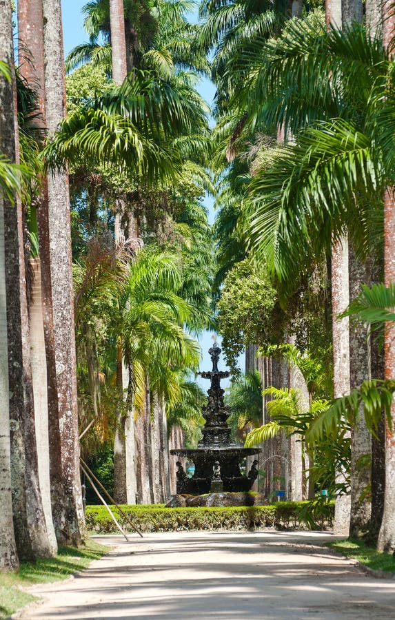 Botanische tuin in Rio de Janeiro royalty-vrije stock fotografie Botanische tuin in Rio de Janeiro royalty-vrije stock fotografie