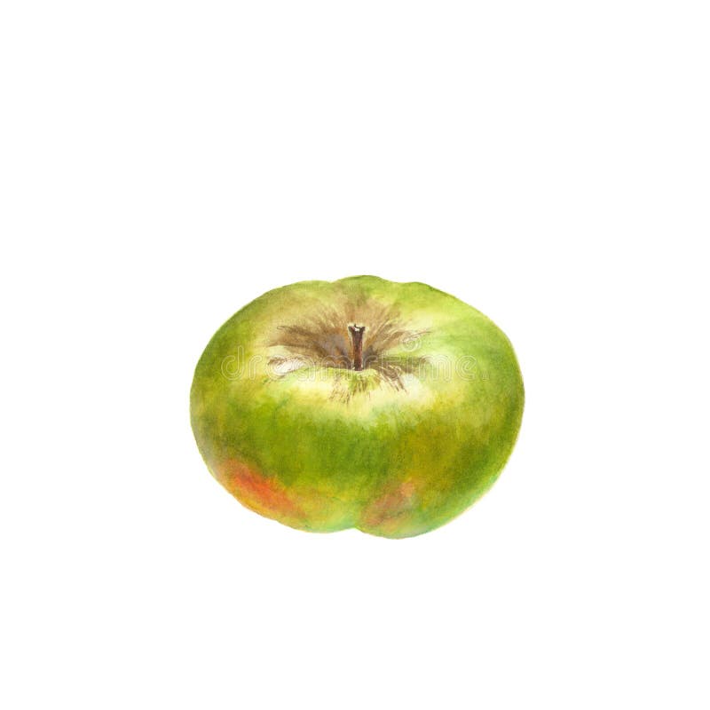 Botanische waterverfillustratie van groen rijp die Apple op een wit wordt geïsoleerd royalty-vrije illustratie Botanische waterverfillustratie van groen rijp die Apple op een wit wordt geïsoleerd royalty-vrije illustratie