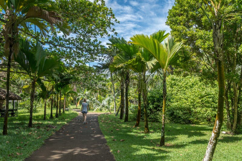 Botanischer Garten Auf MauritiusInsel Redaktionelles
