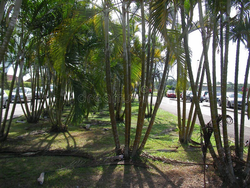 Botanischer Garten In Cayennepfeffer, Hauptstadt Von