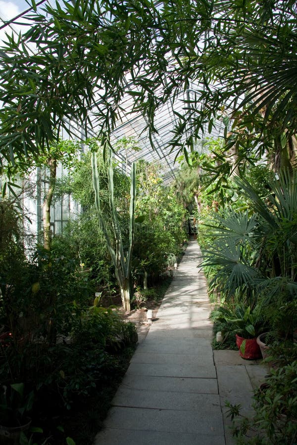 Botanischer Garten Palmenkonservatorium Stockbild Bild von