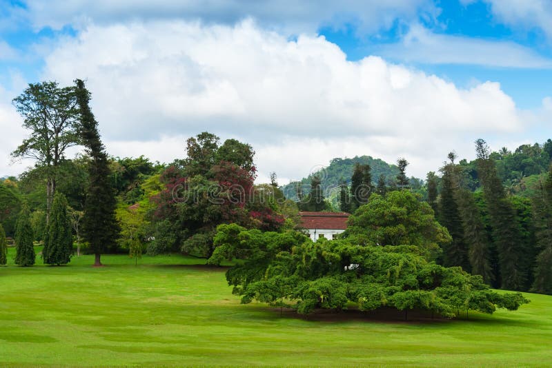 Botanischer Garten Von Peradeniya, Kandy Stockbild Bild von lichtung