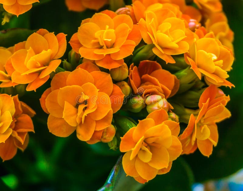 Botanischer Makroabschluß oben geschossen von einer kalanchoe Anlage mit orange blühenden kleinen Blumen