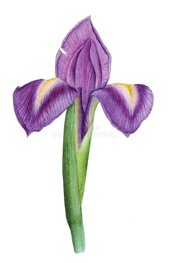 Botanisches Aquarell mit Iris
