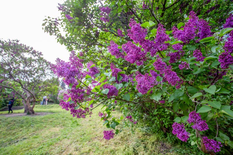 Botanisk blomsterträdgård vid namn grishko in kiev fotografering för bildbyråer