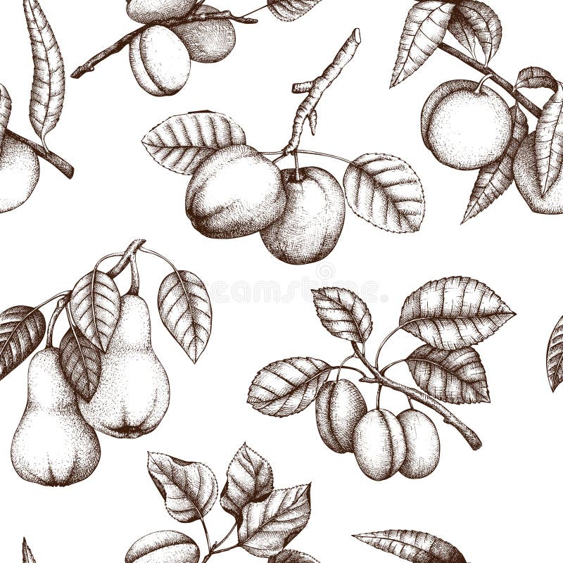 Botanisk illustration för valnöt Tappningträdet skissar på vit bakgrund Hand drog muttrar stock illustrationer Botanisk illustration för valnöt Tappningträdet skissar på vit bakgrund Hand drog muttrar stock illustrationer