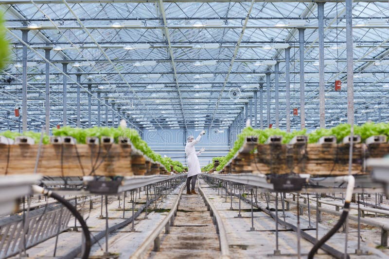 Botanist Working in Greenhouse Stock Image Image of botany, freshness