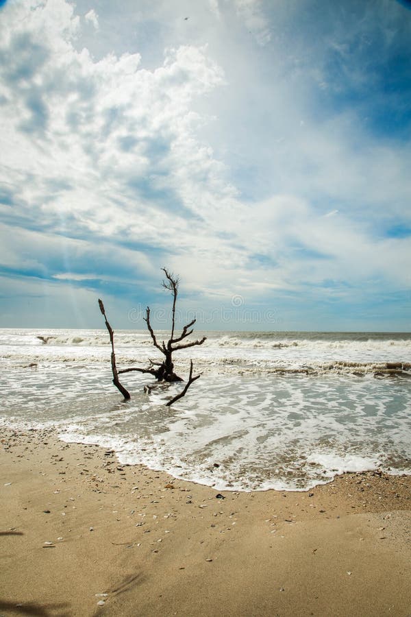 Botany Bay Beach stock photo. Image of trees, travel 42789104