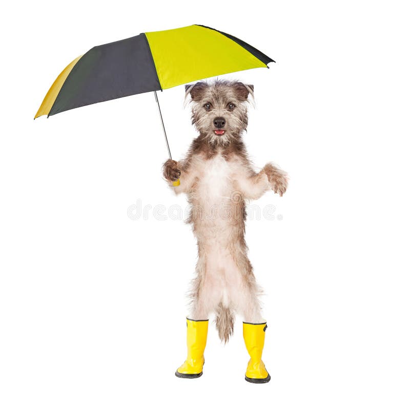 Cão a usar botas de chuva e a segurar um guarda-chuva fotos de stock