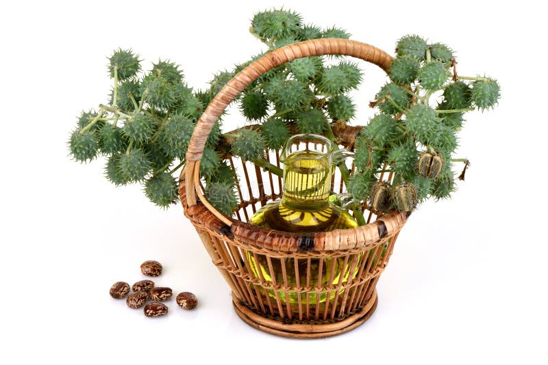 Botella del aceite de ricino con las frutas, las semillas y la hoja del echador imagenes de archivo Botella del aceite de ricino con las frutas, las semillas y la hoja del echador imagenes de archivo