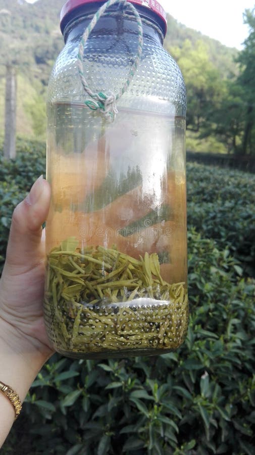 Botella orgánica del té que lleva a cabo la situación disponible en jardín de té en Hangzhou, China foto de archivo libre de regalías Botella orgánica del té que lleva a cabo la situación disponible en jardín de té en Hangzhou, China foto de archivo libre de regalías