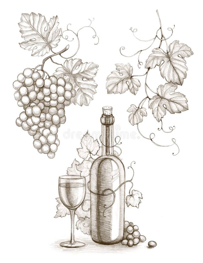 Botella y uva de vino stock de ilustración. Ilustración de lápiz ...