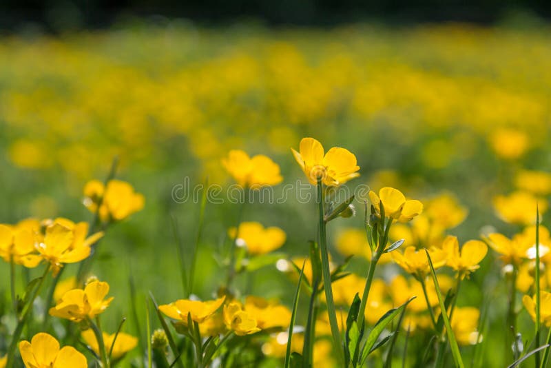 boterbloemen stock foto's boterbloemen stock foto's