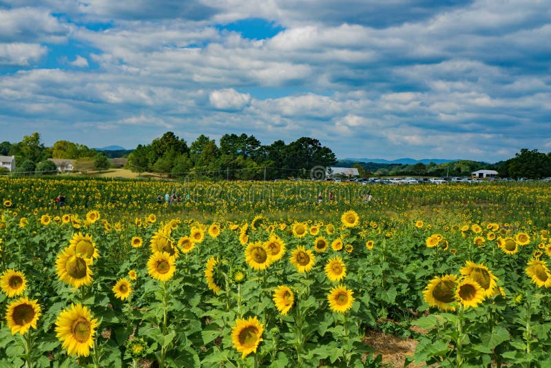 Botetourt County, VA, September 7th: Field of giant sunflowers on a beautiful sunny autumn day located at Beaver Dam Farm in Botetourt County, Virginia, USA on September 7th, 2019.