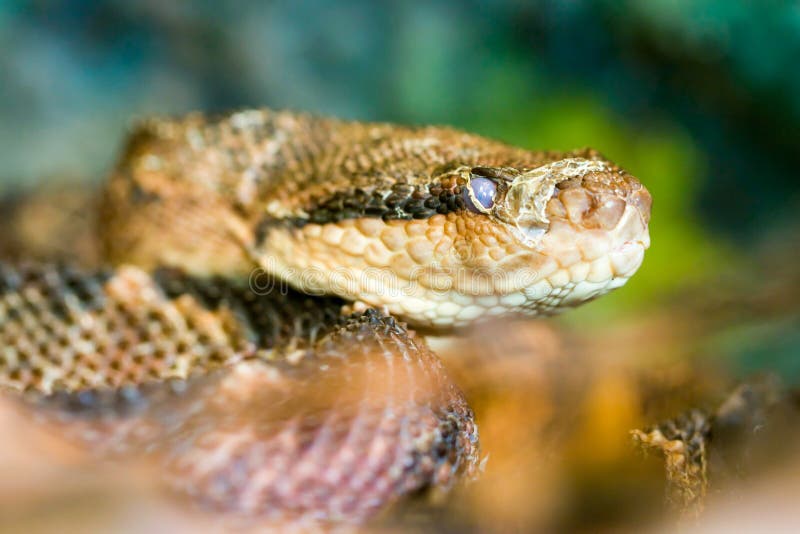 Bothrops Atrox Shot From The Ground Level Shallow Depth Of Field The Most Dangerous Snake In South America. Bothrops Atrox Shot From The Ground Level Shallow Depth Of Field The Most Dangerous Snake In South America