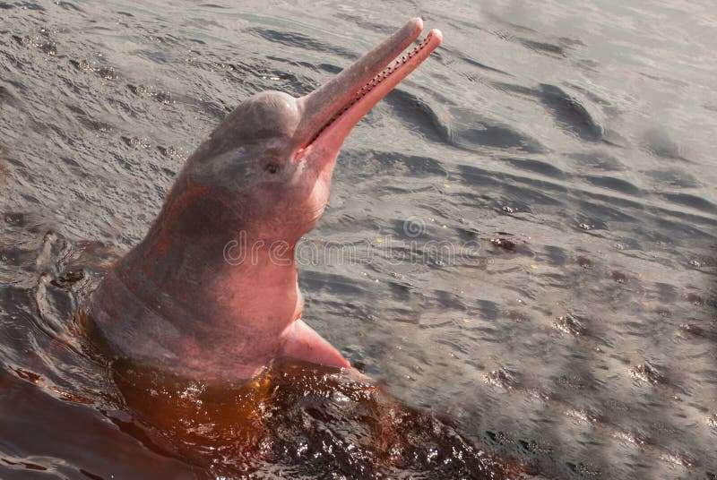 Boto Amazon River Dolphin. Amazon river, Amazonas, Brazil royalty free stock images Boto Amazon River Dolphin. Amazon river, Amazonas, Brazil royalty free stock images