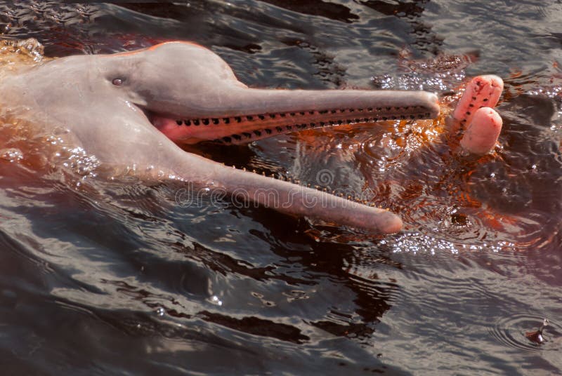 Boto Amazon River Dolphin. Amazon river, Amazonas, Brazil stock images Boto Amazon River Dolphin. Amazon river, Amazonas, Brazil stock images