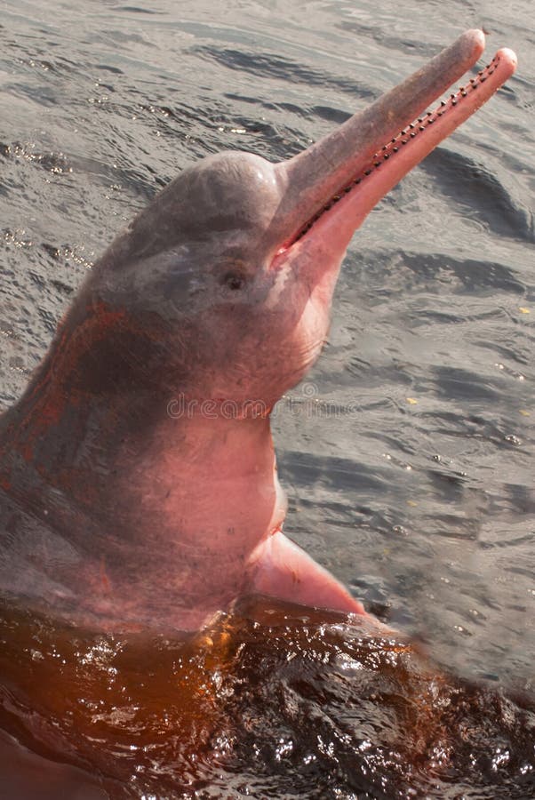 Boto Amazon River Dolphin. Amazon river, Amazonas, Brazil stock photography Boto Amazon River Dolphin. Amazon river, Amazonas, Brazil stock photography