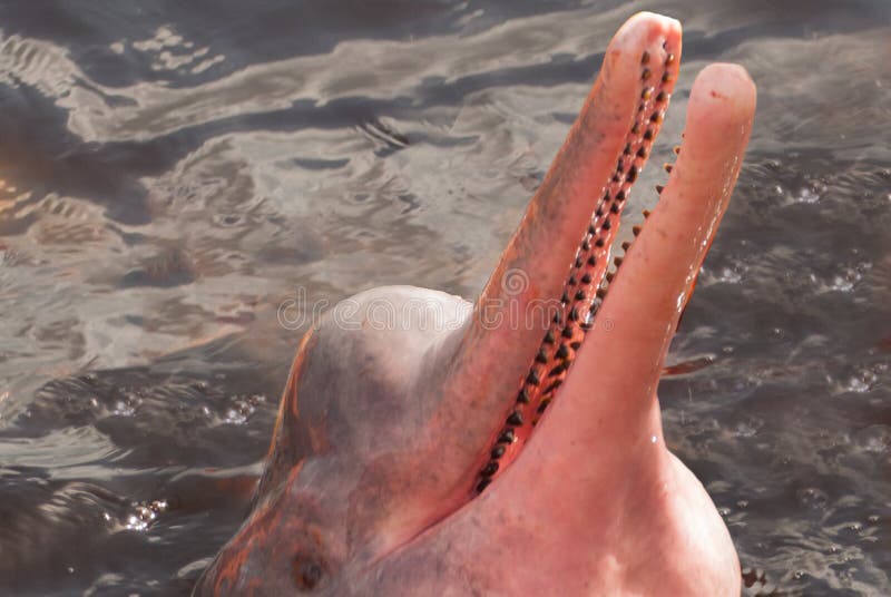 122 Amazon River Dolphin Photos Free Royalty Free Stock Photos From Dreamstime