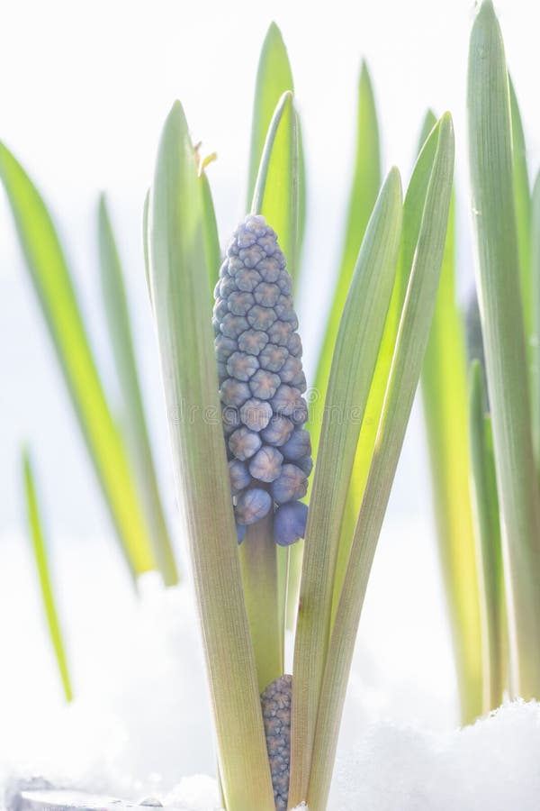 Botryoides d'armeniacum de Muscari ou jacinthe de raisin dans la neige image stock Botryoides d'armeniacum de Muscari ou jacinthe de raisin dans la neige image stock