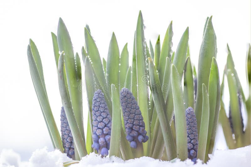 Botryoides d'armeniacum de Muscari ou jacinthe de raisin dans la neige image libre de droits Botryoides d'armeniacum de Muscari ou jacinthe de raisin dans la neige image libre de droits