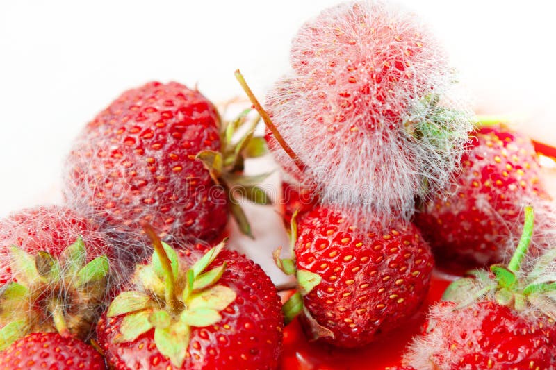 Strawberry with mold stock image. Image of natural, dessert