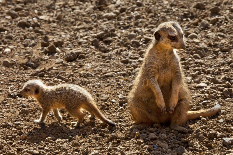 An adult and baby Meerkat (Suricata suricatta) in the Kalahari Desert in southern Botswana. An adult and baby Meerkat (Suricata suricatta) in the Kalahari Desert in southern Botswana.