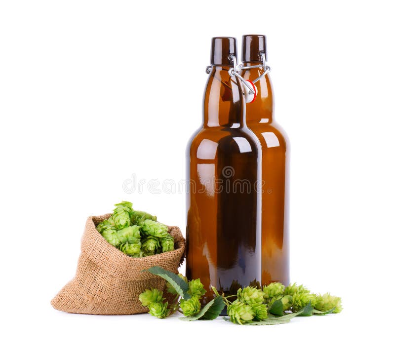 Bottiglie di vetro per la birra di Kraft con il ramo verde fresco del luppolo, isolato su fondo bianco immagine stock libera da diritti Bottiglie di vetro per la birra di Kraft con il ramo verde fresco del luppolo, isolato su fondo bianco immagine stock libera da diritti