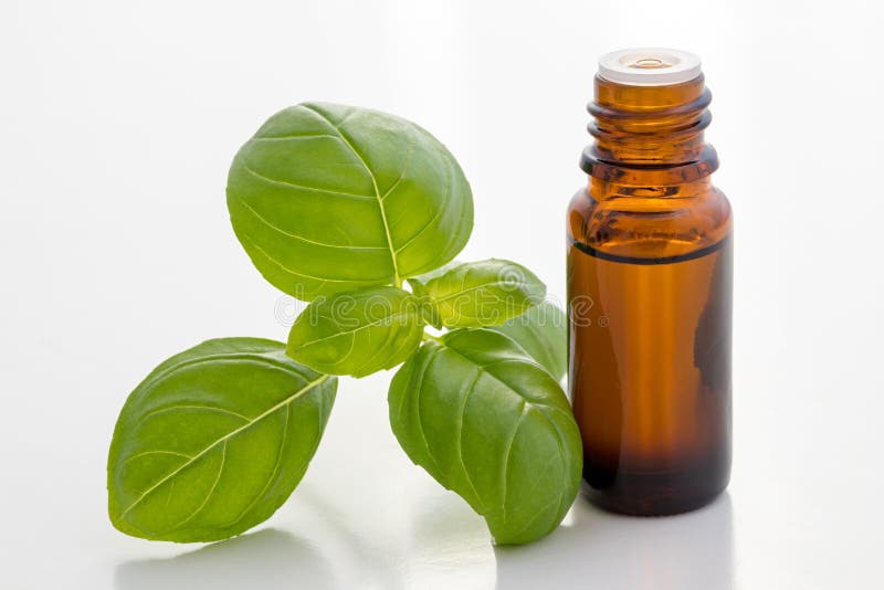 A Bottle of Basil Essential Oil with Fresh Basil Leaves Stock Photo Image of alternative, leaf