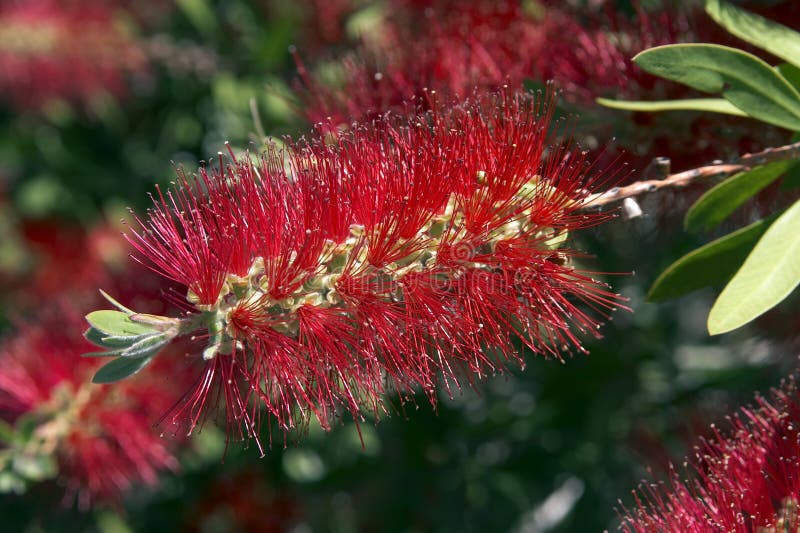 Bottle-Brush australiano fotografia stock libera da diritti