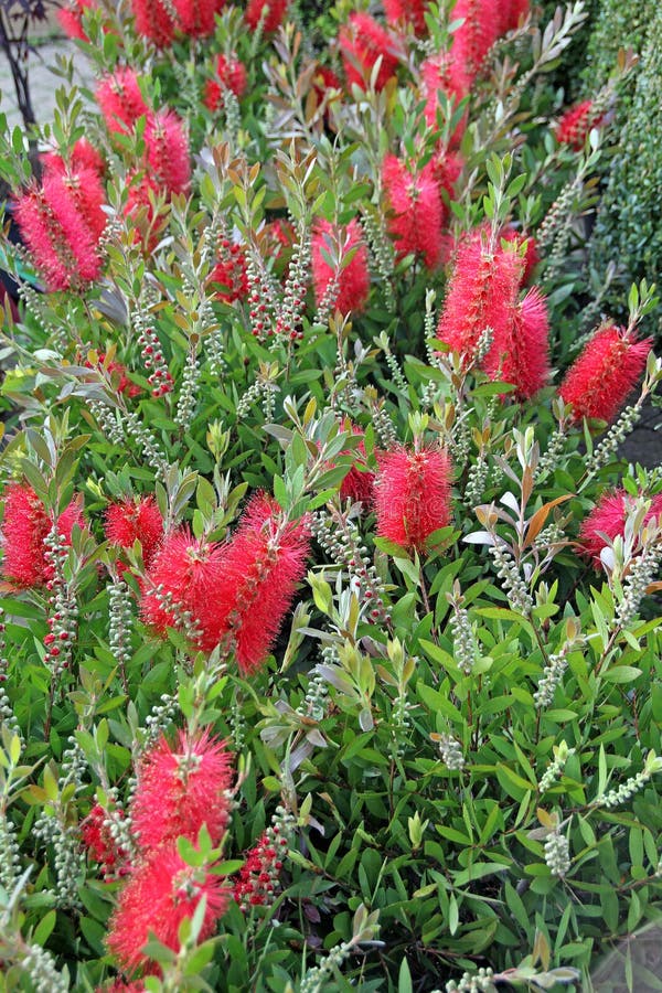 Bottle brush plant stock image. Image of natural, callistemon 71279323