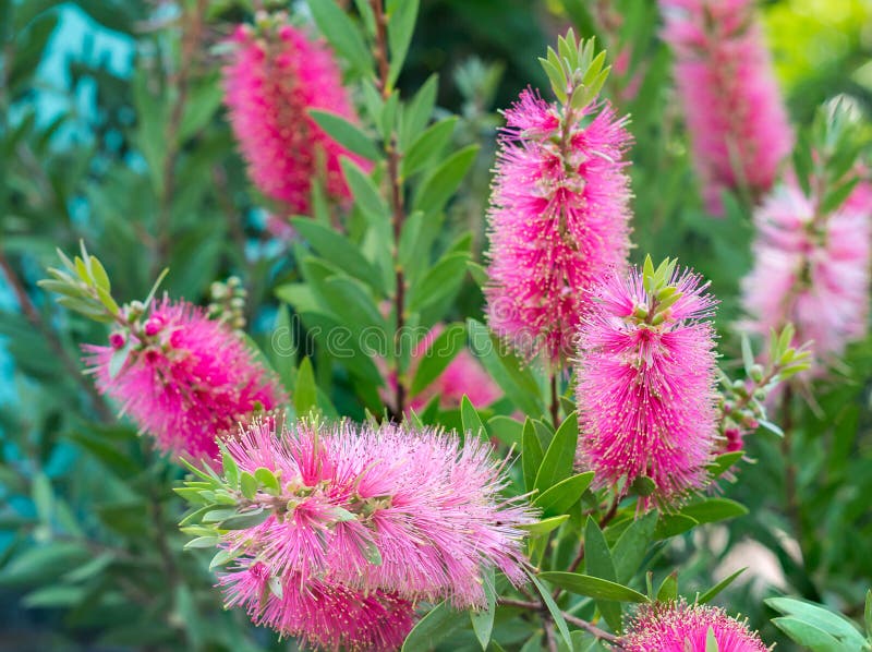 Bottle brush tree and flower