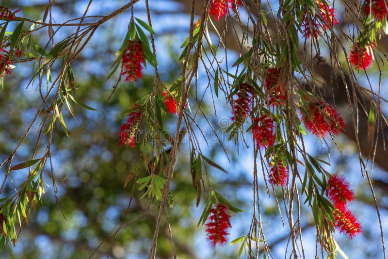 173 Red Bottle Brush Tree Flowering Stock Photos Free & RoyaltyFree