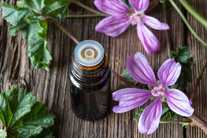 A bottle of common mallow essential oil with blooming malva sylvestris twigs royalty free stock photo A bottle of common mallow essential oil with blooming malva sylvestris twigs royalty free stock photo