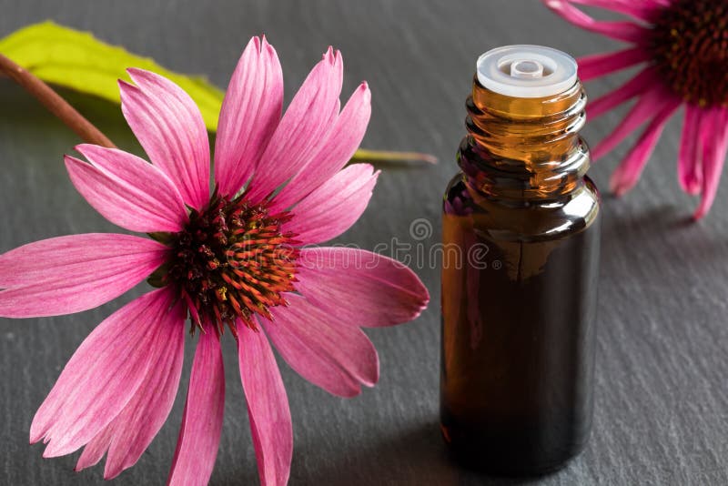 A bottle of echinacea essential oil with fresh echinacea flowers stock photo A bottle of echinacea essential oil with fresh echinacea flowers stock photo