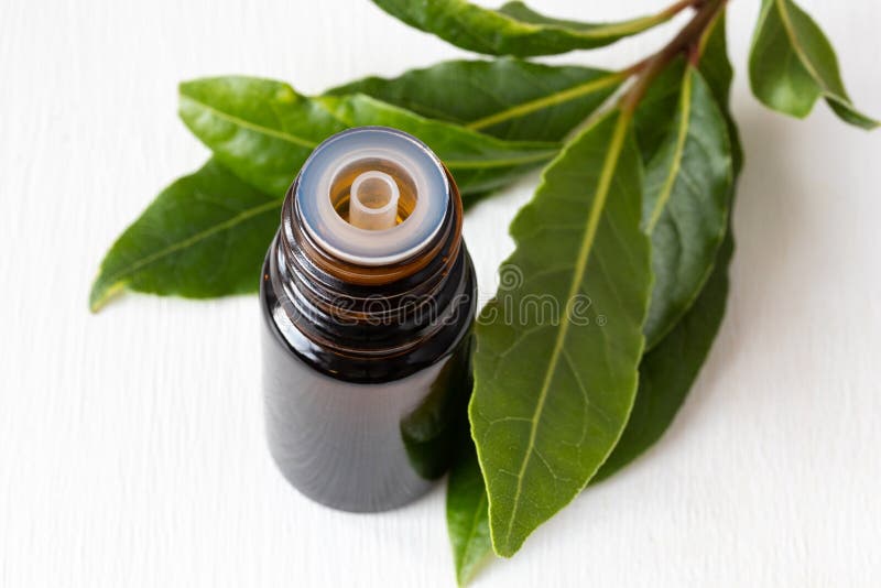 A Bottle of Essential Oil with Fresh Bay Leaves Stock Image Image of dropper, aromatherapy