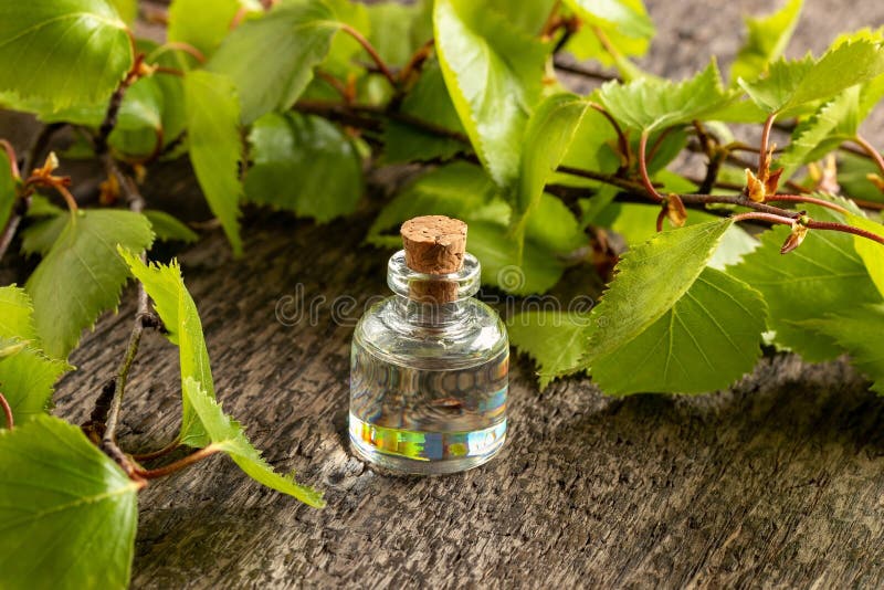 A Bottle of Essential Oil with Fresh Birch Branches Stock Photo Image