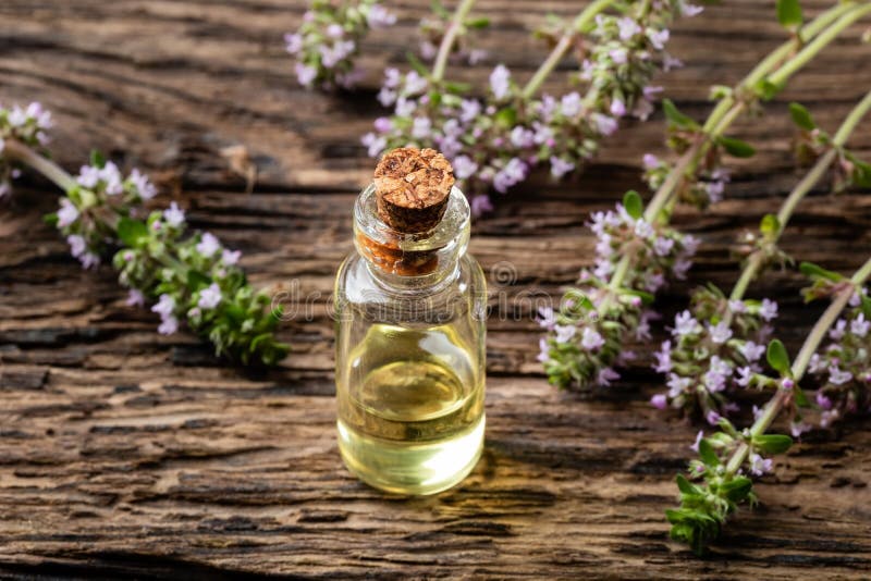 A Bottle of Essential Oil with Fresh Creeping Thyme Stock Photo Image