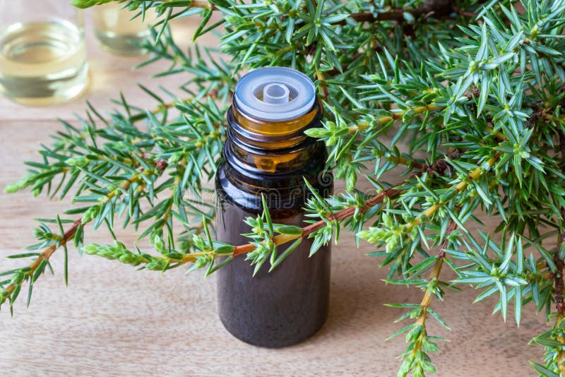 A Bottle of Juniper Essential Oil with Fresh Juniper Stock Image