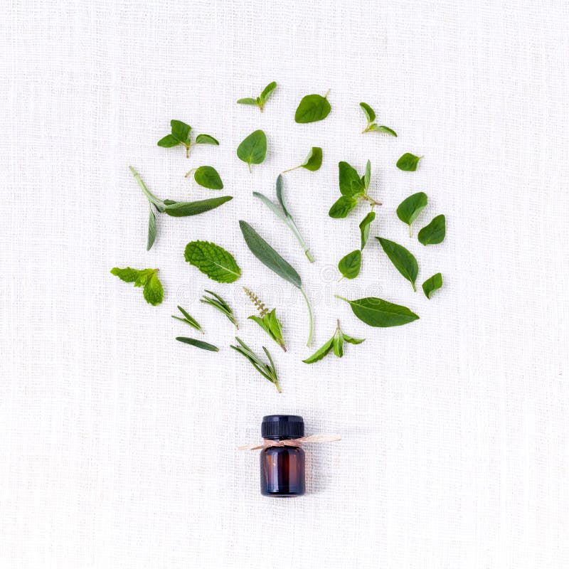 Láhev esenciálního oleje s bylinkovým svatý basil leaf, rozmarýn, oregano, šalvěj, bazalka a máta na bílém pozadí.