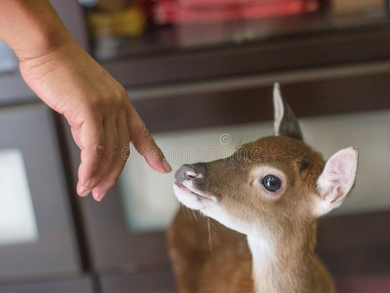 Bottle feeding baby deer stock image. Image of deer, cute 61410201