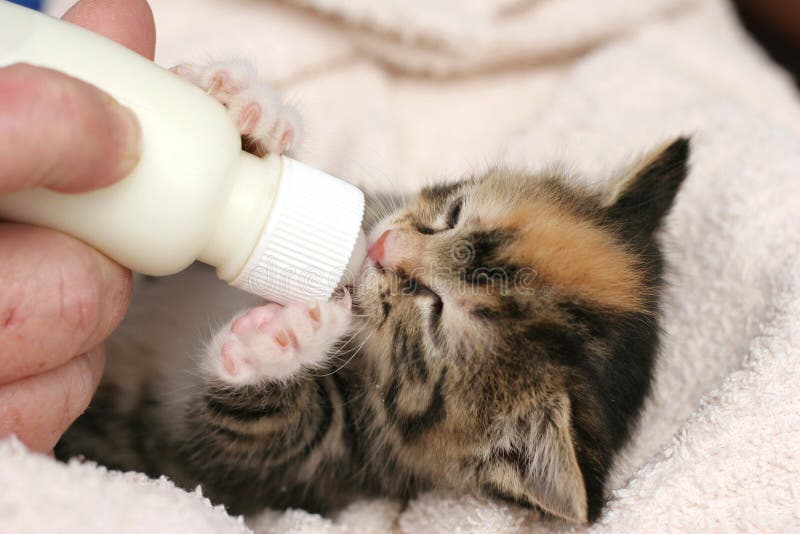 kitten bottle feeder