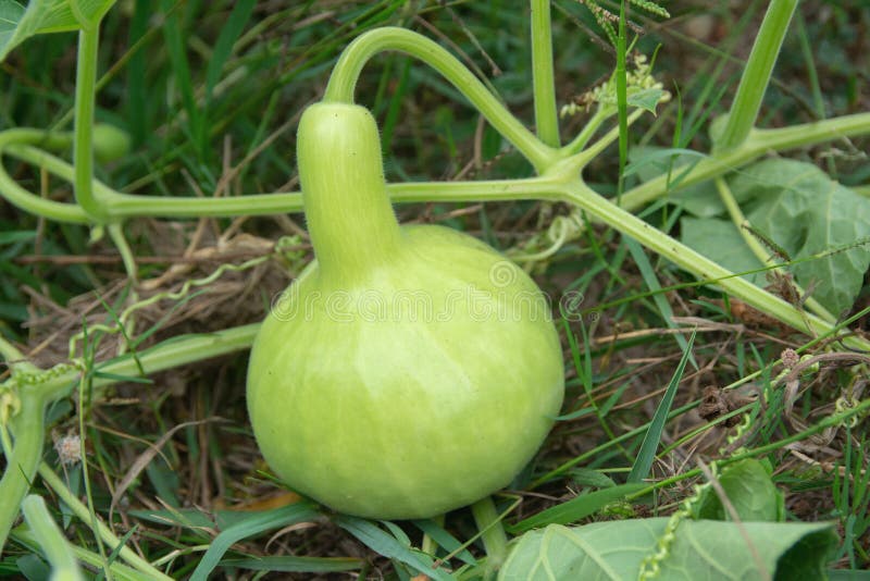 Bottle Gourd or Calabash Gourd on Ground in the Garden Stock Photo