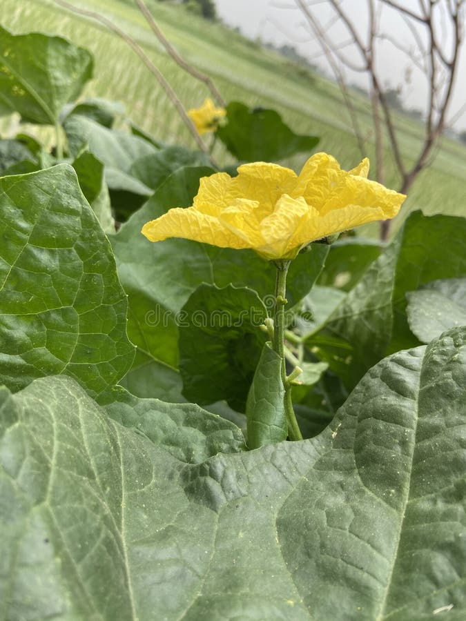 Bottle gourd flower stock image. Image of bottle, vegetable 188730983