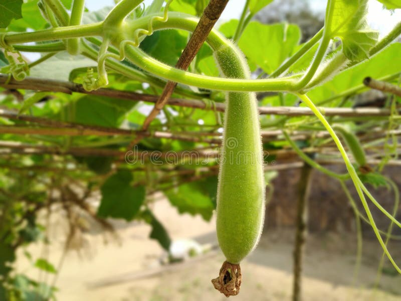 Bottle Gourd Fruit and Green Leaves Stock Photo Image of spring