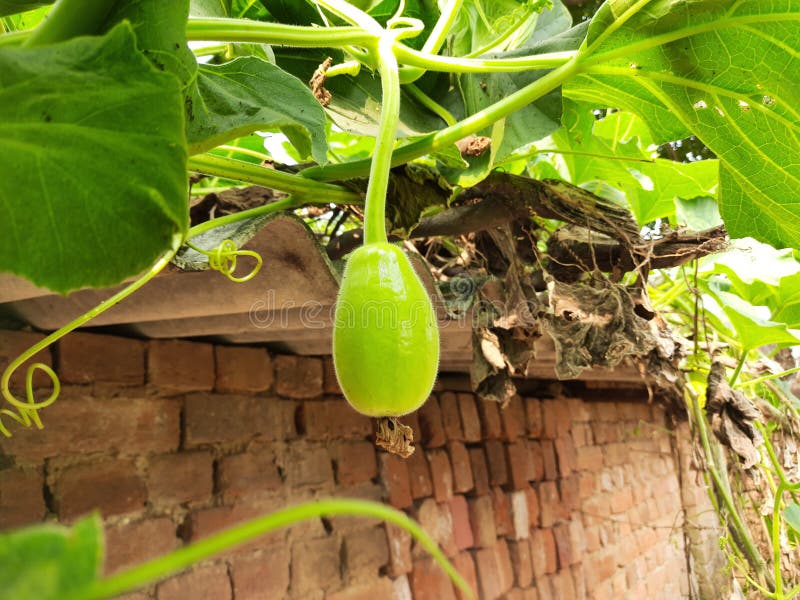 bottle gourd plant