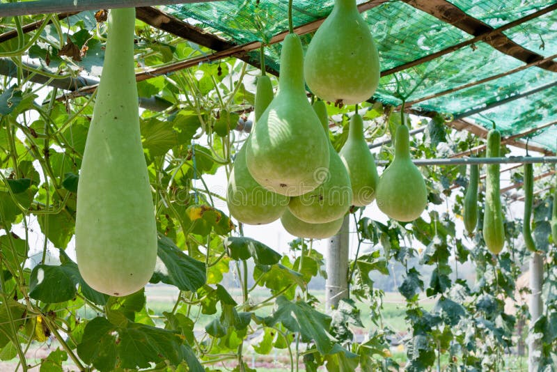 Bottle gourd and winter melon