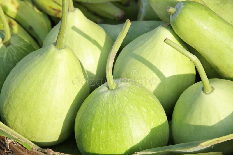 Bottle Green Gourds Stock Photos Image 15664153