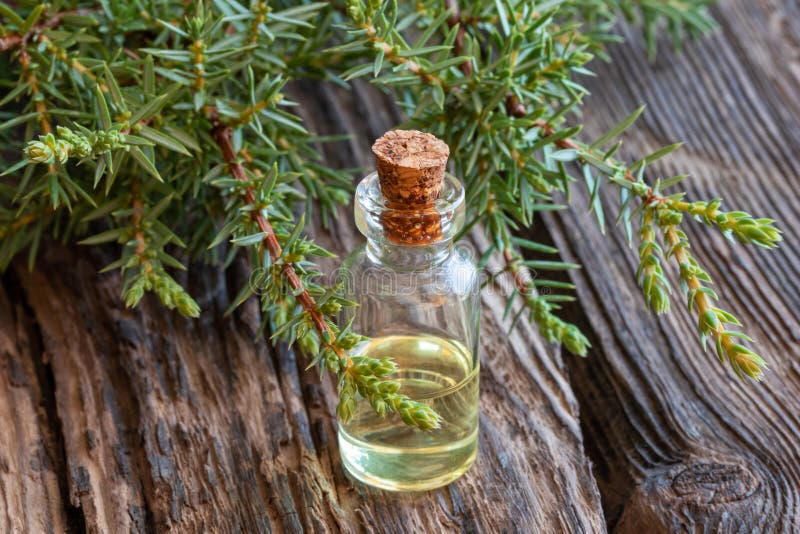 A Bottle of Juniper Essential Oil with Fresh Juniper Twigs Stock Photo